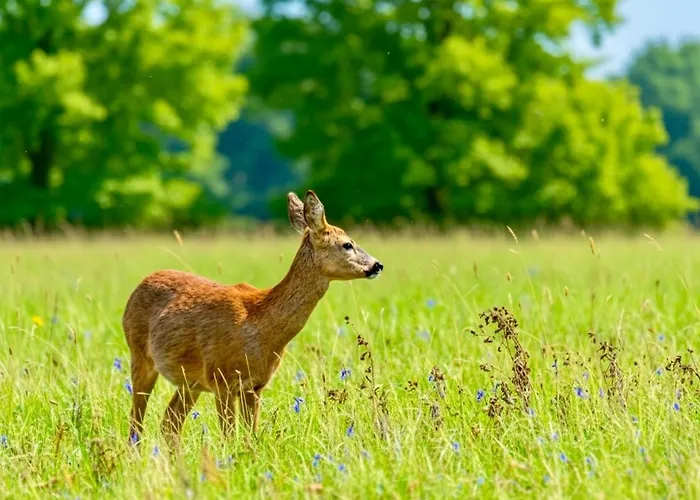 Hot Tub Private - Fountain Fishing Lakes シャレー Amotherby